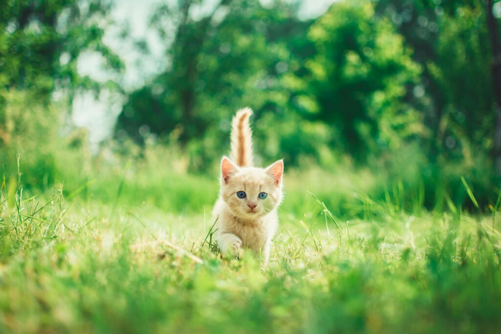Why Is My Cat Throwing Up? Pet cat showing signs of an upset stomach and common digestive problems.