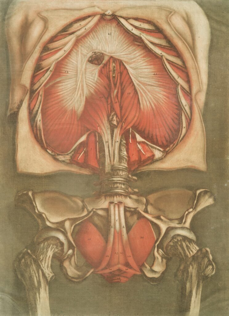 Common Iliac Artery covering arterial anatomy, blood flow, aneurysms, arterial disease, diagnostic imaging, and treatment.