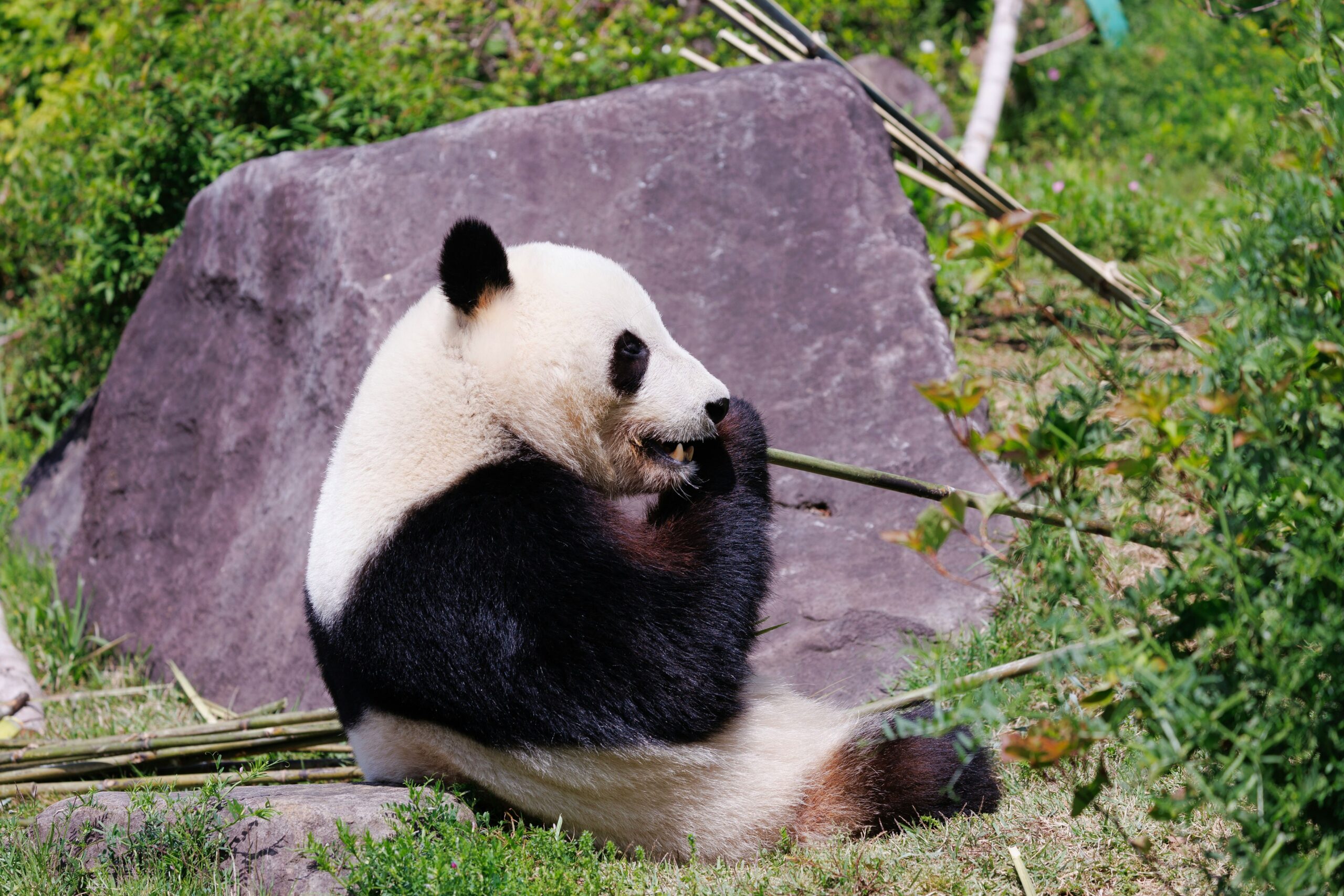 Pandas Symptoms Checklist featuring PANS/PANDAS symptoms, behavioral changes, and medical evaluation guidance.