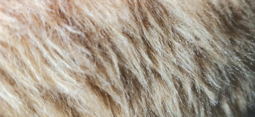 Why Is My Cat Throwing Up? Illustration explaining feline vomiting, digestive health, and potential medical causes.