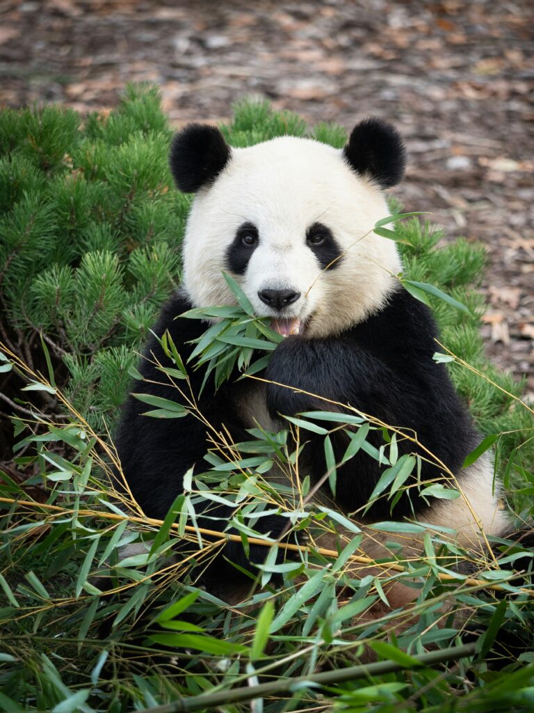 Pandas Symptoms Checklist covering PANS/PANDAS signs, symptoms, and when to seek medical help.