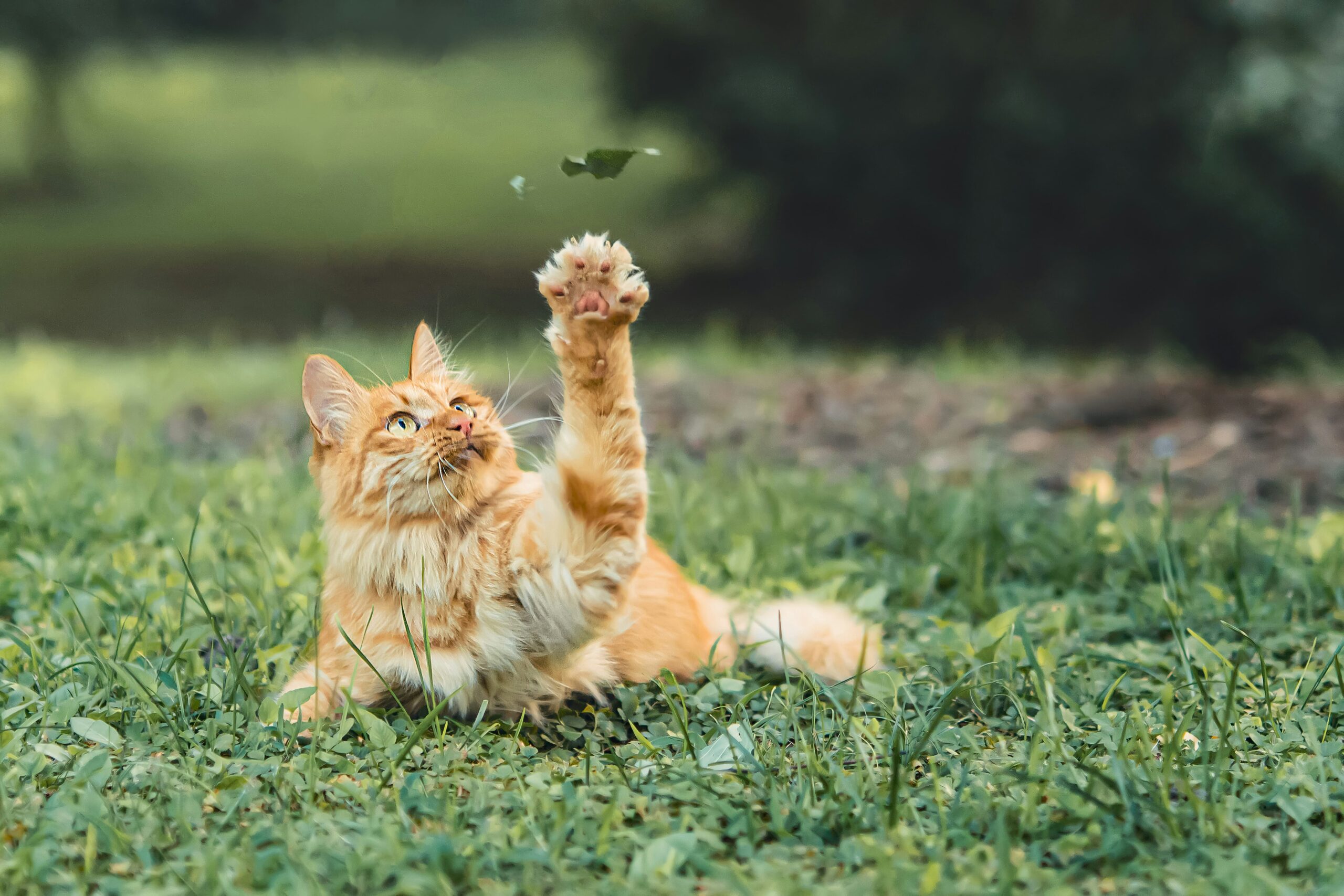 Why Is My Cat Throwing Up? Common Causes, Warning Signs, and What Cat Owners Should Know