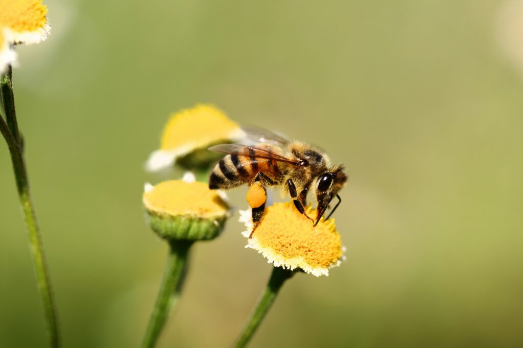 Yellow Jacket Sting Hurts 12 Hours Later Causes, Relief, and Warning Signs covering delayed pain, swelling, itching, allergic reactions, home care, and warning signs.