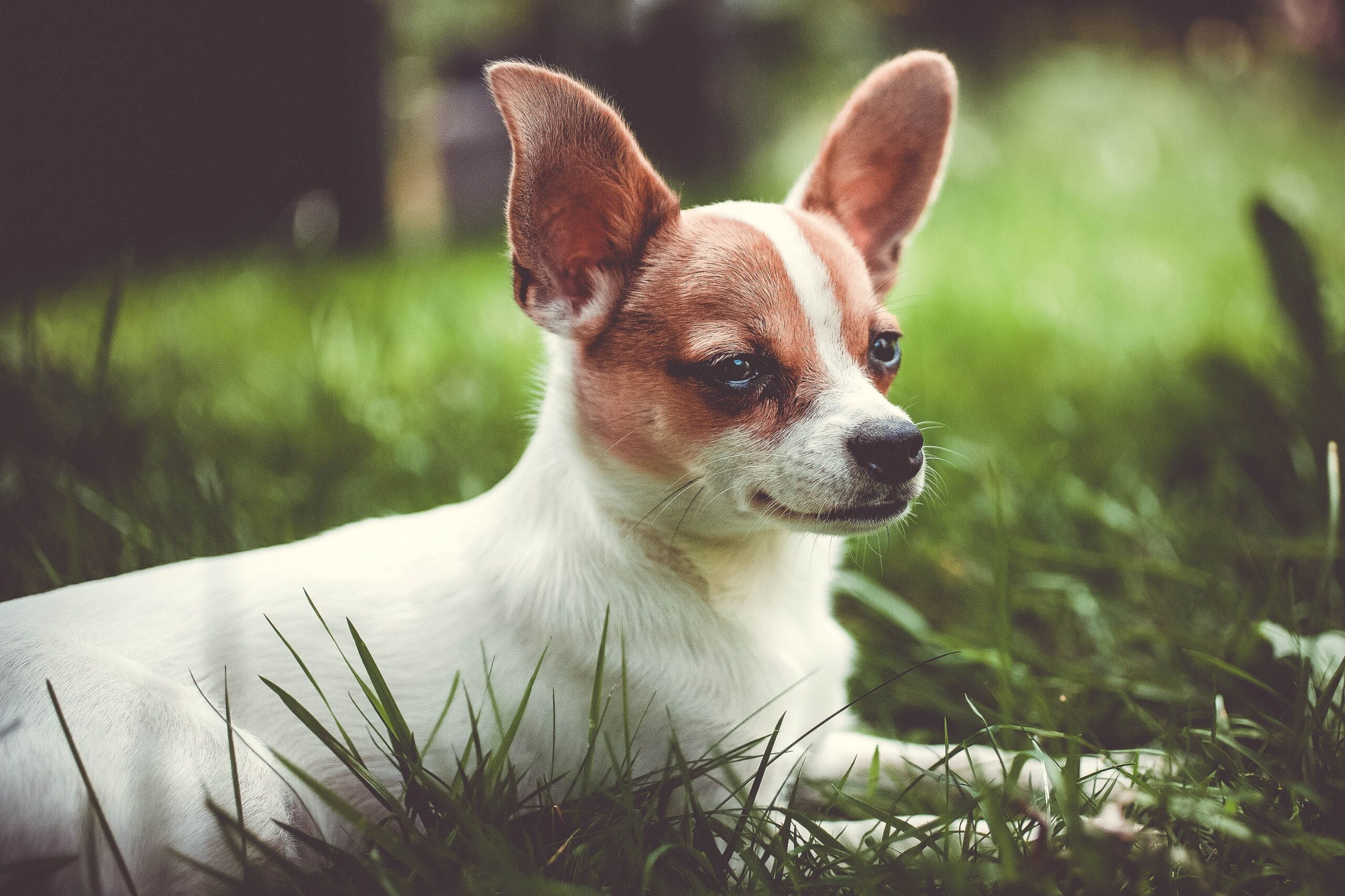 Why are Chihuahuas so angry and common reasons behind their behavior