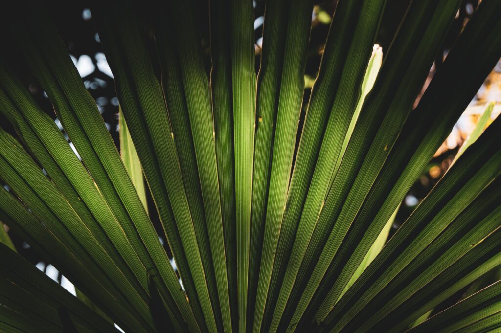 Saw palmetto para que sirve and what research says about its benefits
