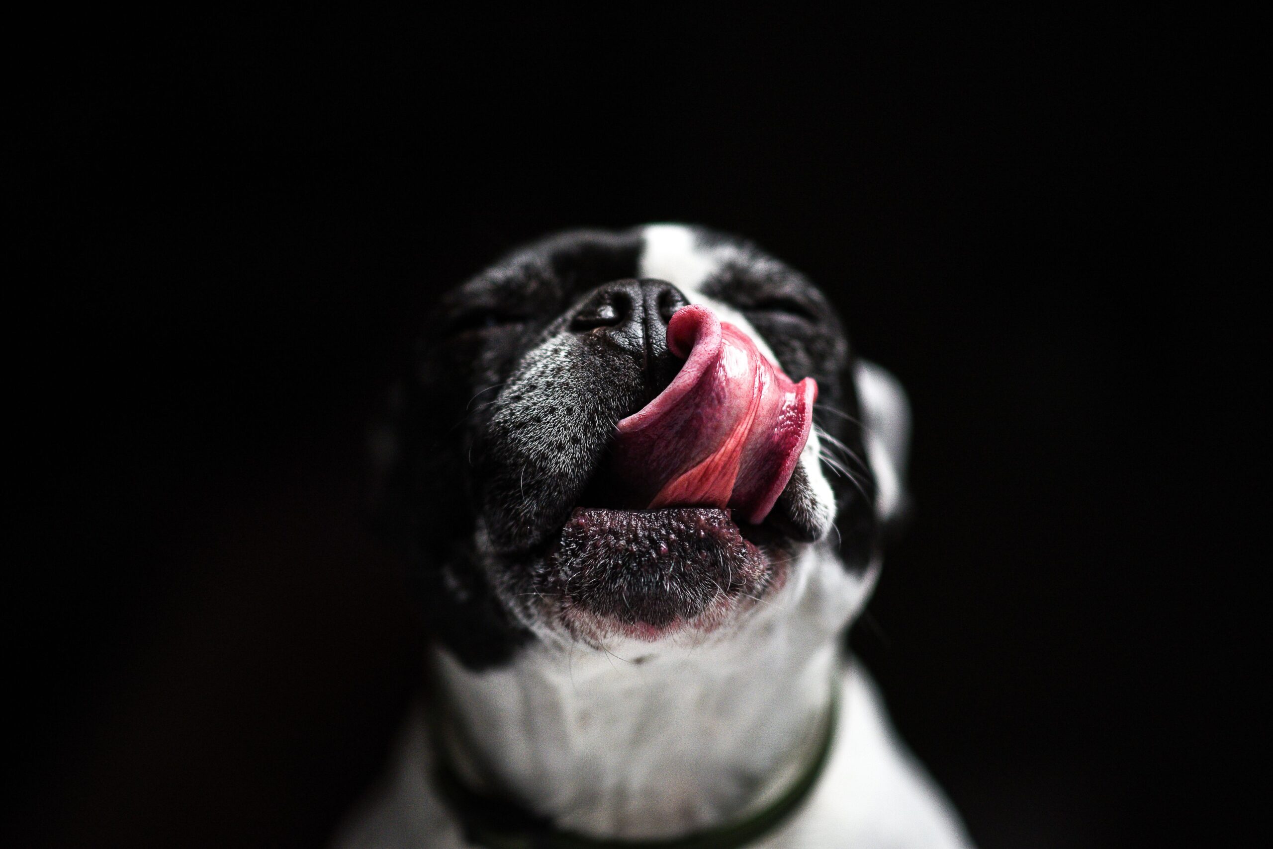 Why does my dog lick my face aggressively and common causes