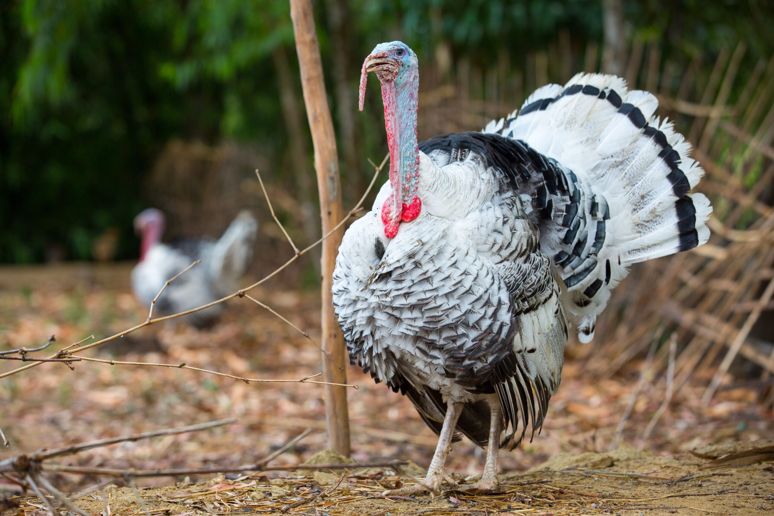 Why do turkeys gobble and common reasons behind their calls