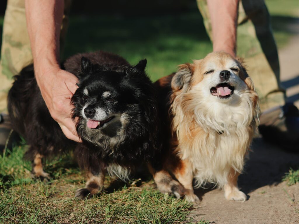 Why are Chihuahuas so angry and how to understand their behavior