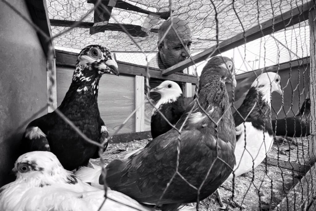 Why do turkeys gobble and how turkey communication works