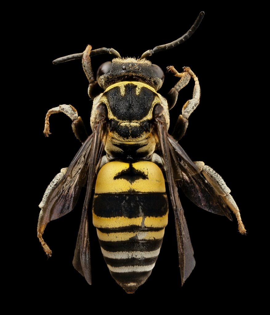Yellow Jacket Sting Hurts 12 Hours Later Causes, Relief, and Warning Signs guide to persistent sting pain, inflammation, swelling, itching, relief, and warning signs.